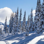 Whistler Artists on Finding Inspiration Outdoors