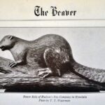 Find Where Langley and Hawaii Intersect with Fort Gallery’s Brewer Beaver Exhibition