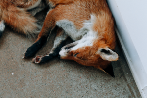 Abbas Akhavan: One Hundred Years