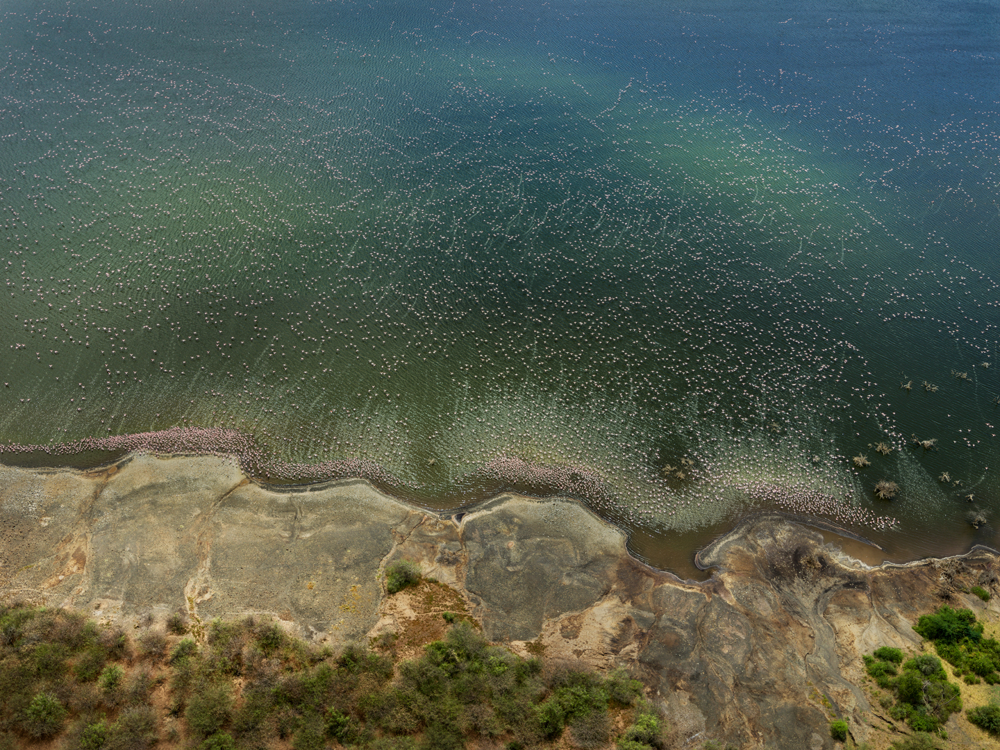 Edward Burtynsky, Flamingo #1, Lake Bogoria, Kenya, 2017, printed 2023. Pigment inkjet on Kodak Professional Photo Paper, 39 x 52 in.