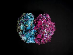Stolen — Flowers for My Wife | Geoffrey Bird