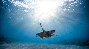Ocean Film Festival Canada 2025 