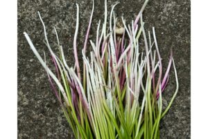 Marian Penner Bancroft: Long Story 